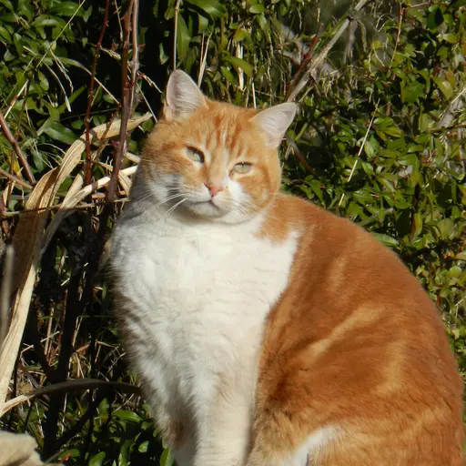 simba