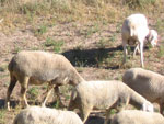 casa-fausto-teruel-ovejas
