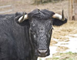casa-fausto-teruel-vaca